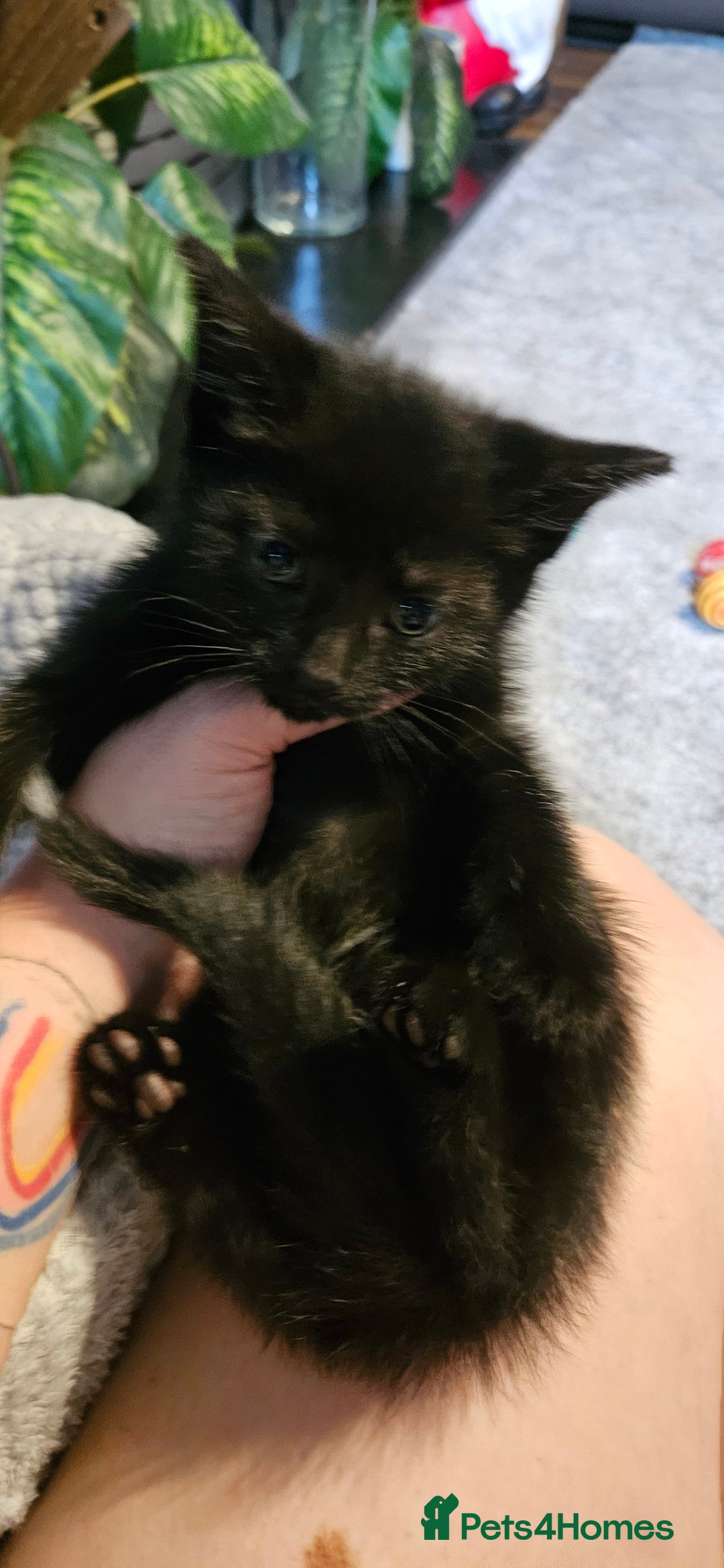 Bombay cats for sale: Kittens ready for new homes  - Image 9
