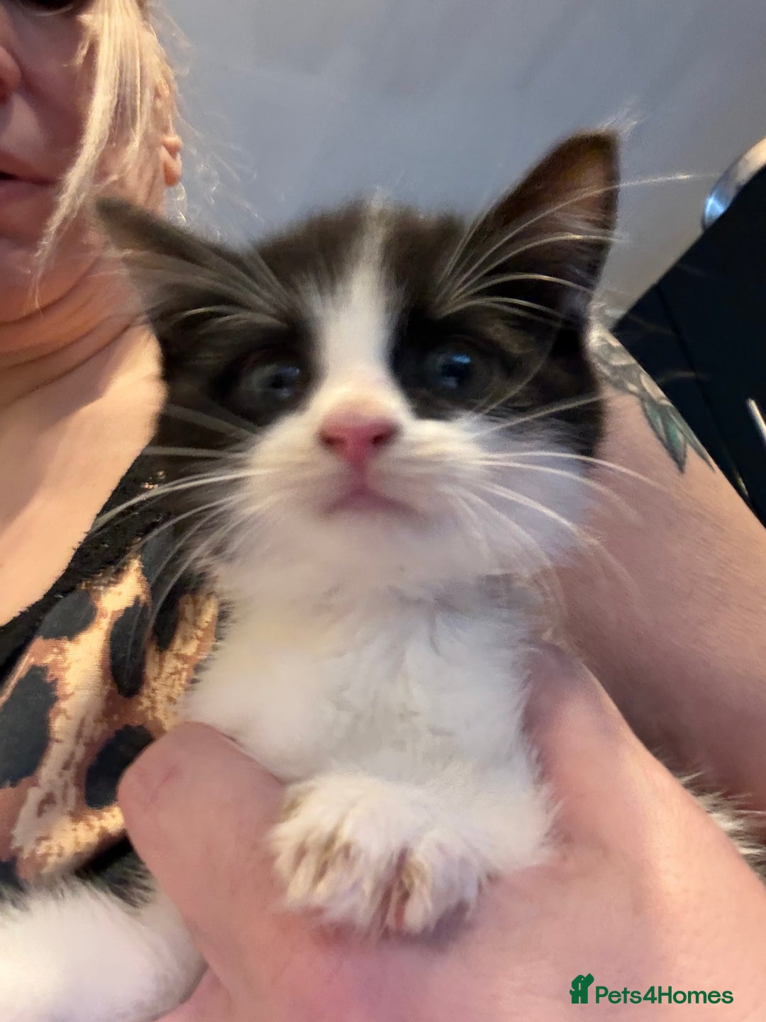 Mixed Breed cats for sale:  1 STUNNING KITTEN READY NOW - Advert 2