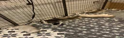 Siberian Husky dogs for stud: Proven Siberian Husky Stud - Advert 20