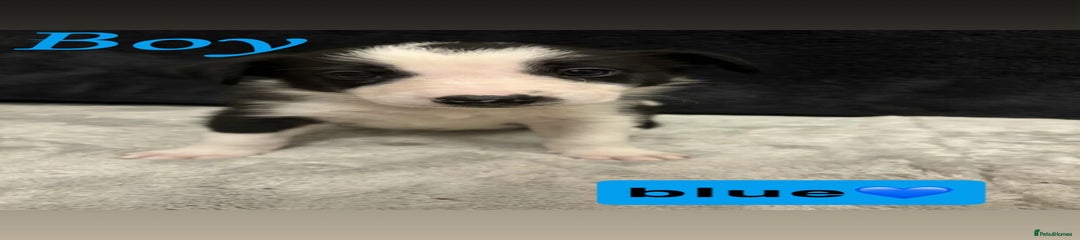 Border Collie Puppy 4