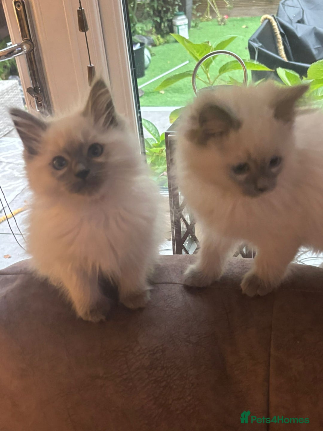 Ragdoll cats for sale: Ragdoll Blue Point Kittens (Reduced) - Image 1