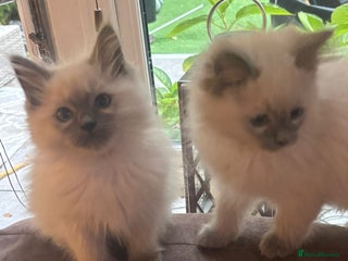 Ragdoll cats - Advert 34