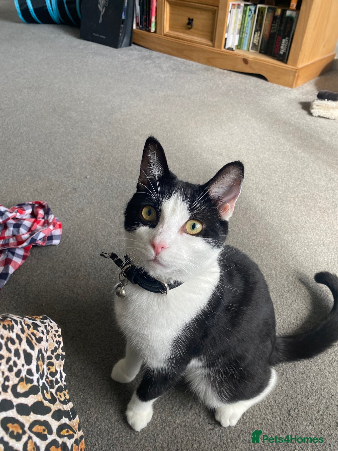Mixed Breed cats for sale: Rehoming Our Girl - Image 4