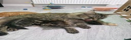 Maine Coon cats for sale: 2 Maine Coon Kittens  - Advert 13