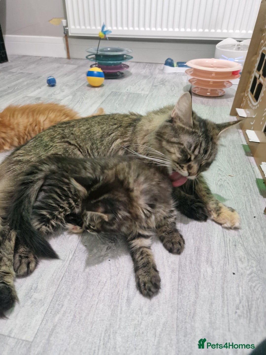 Maine Coon cats for sale: 2 Maine Coon Kittens  - Advert 13