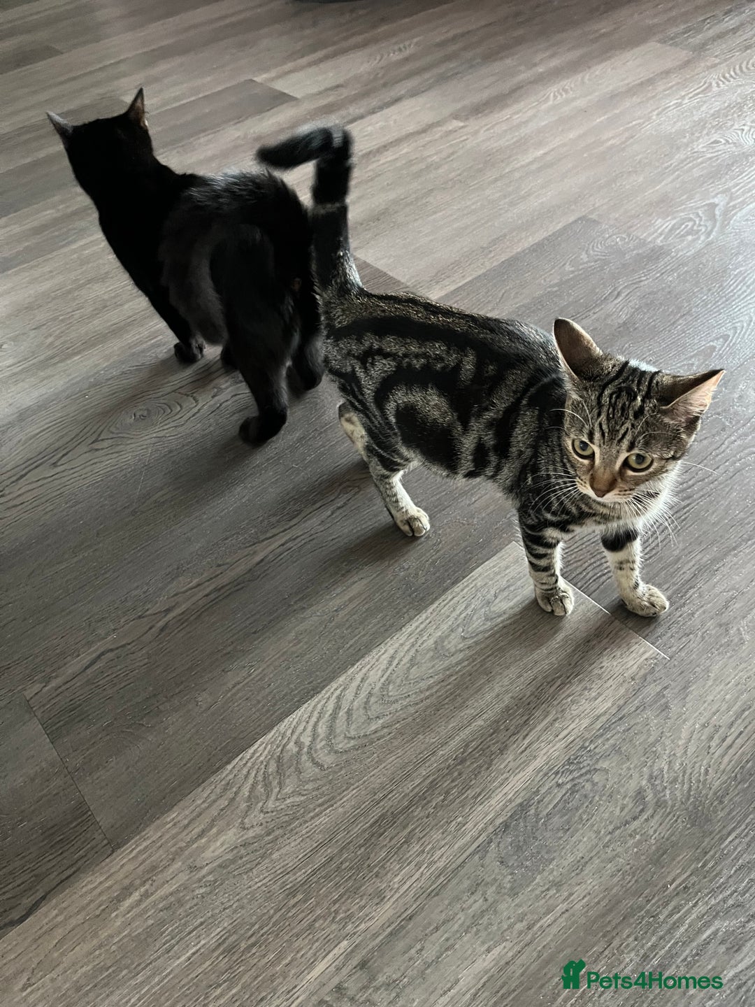 British Shorthair cats for sale: Bonded Sister Kittens for Rehoming - Advert 5