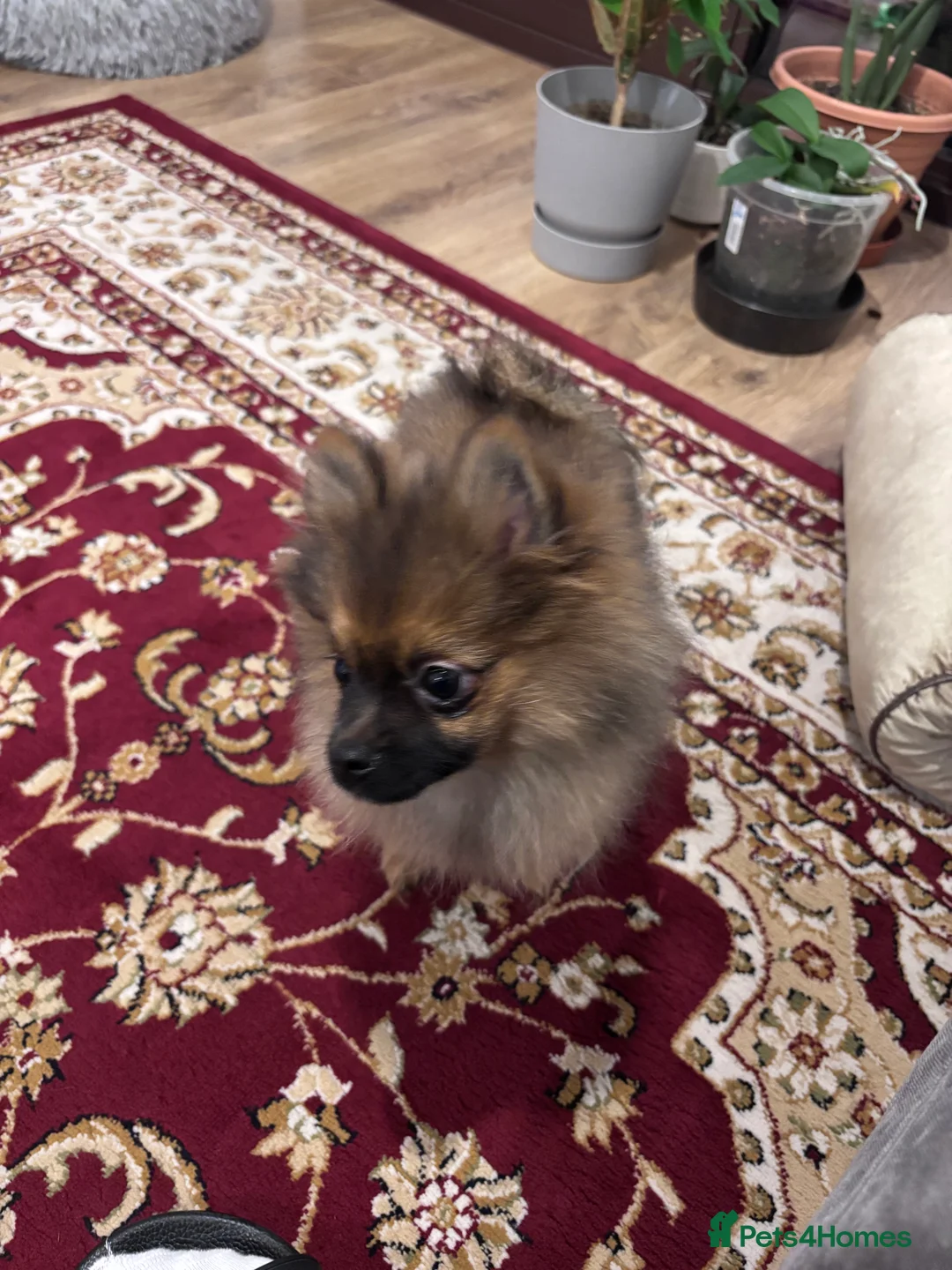 Pomeranian dogs for sale: 🐾 Stunning Male Pomeranian Puppy – £1,750 🐾 - Advert 13