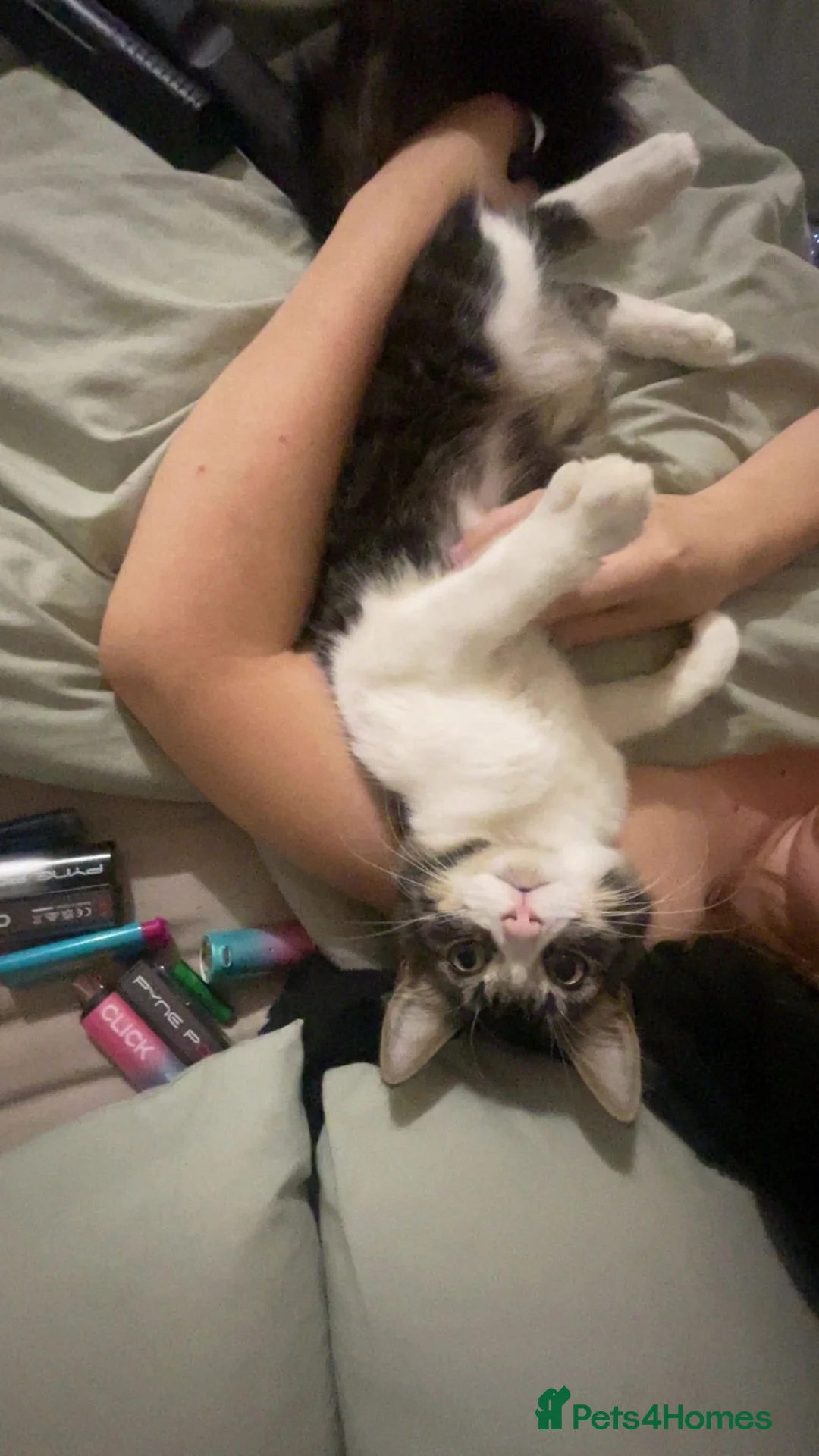 Mixed Breed cats for sale: 1 male cat - Advert 1