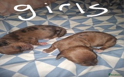 Chiweenie dogs for sale: Chweenies  - Image 8