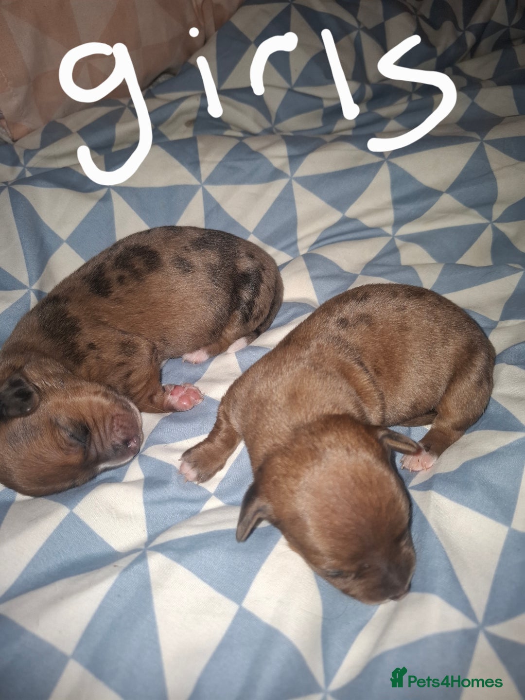 Chiweenie dogs for sale: Chweenies  - Image 8