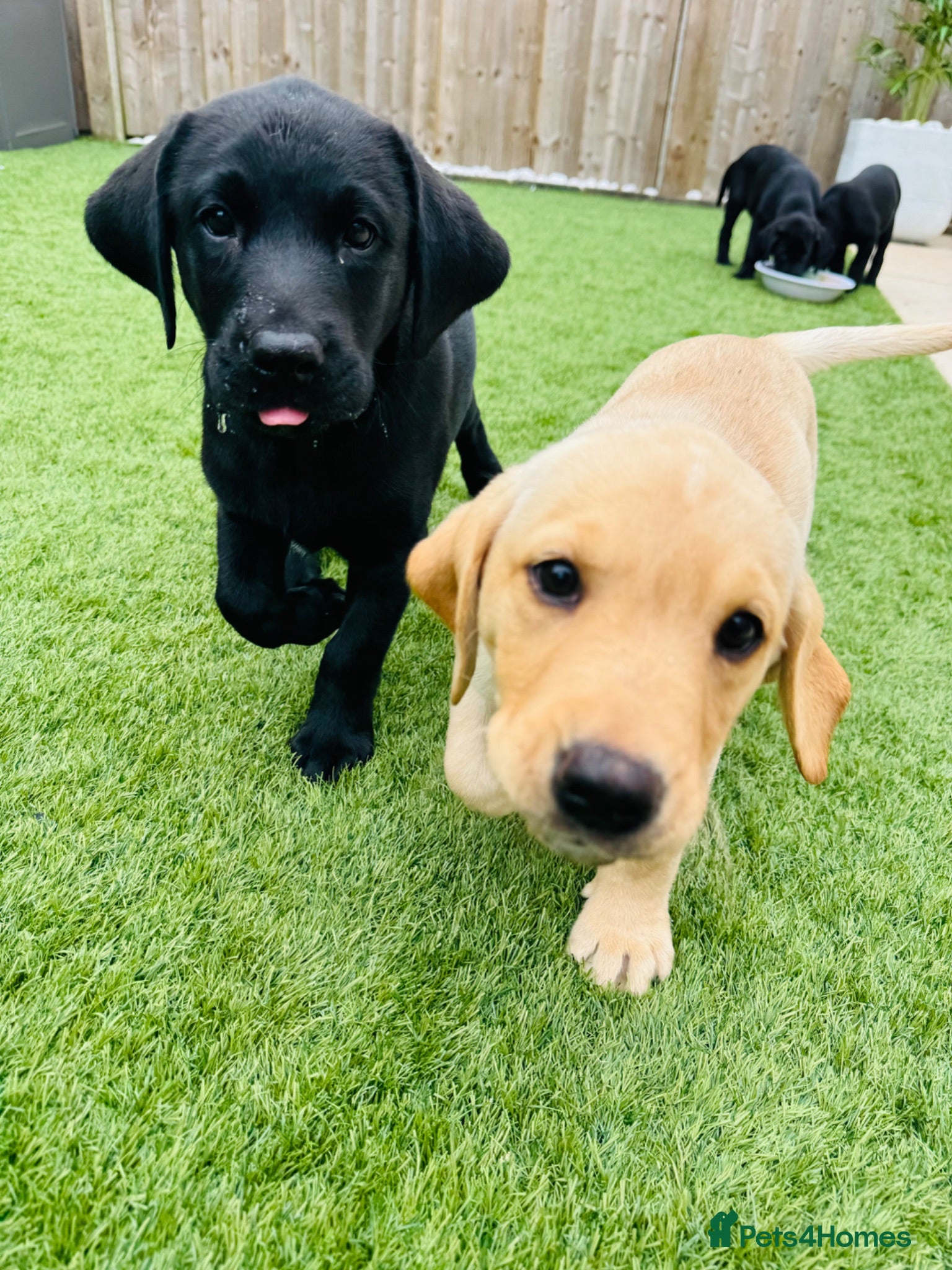 Labrador Retriever dogs Ready to leave KC black labradors  - Advert 2