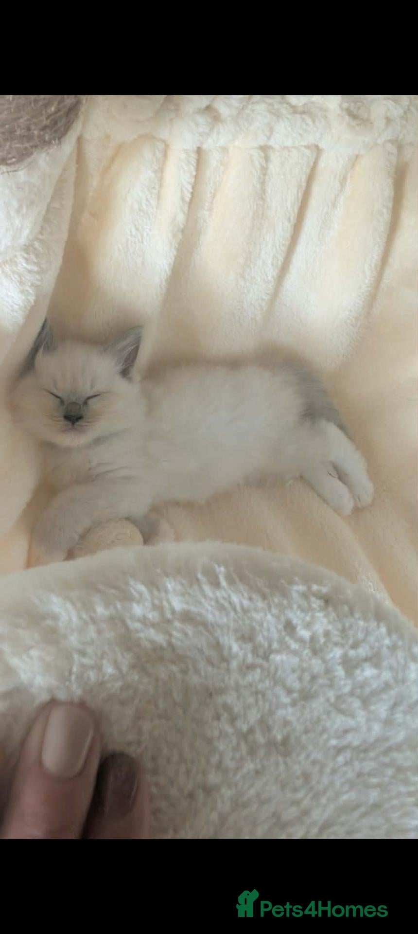 Ragdoll cats Ragdoll Kittens - Advert 5