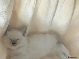 Ragdoll cats Ragdoll Kittens - Advert 5