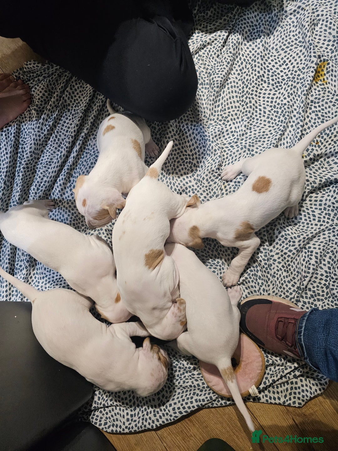 Pointer dogs for sale: Quality Pointer Puppies - Advert 7