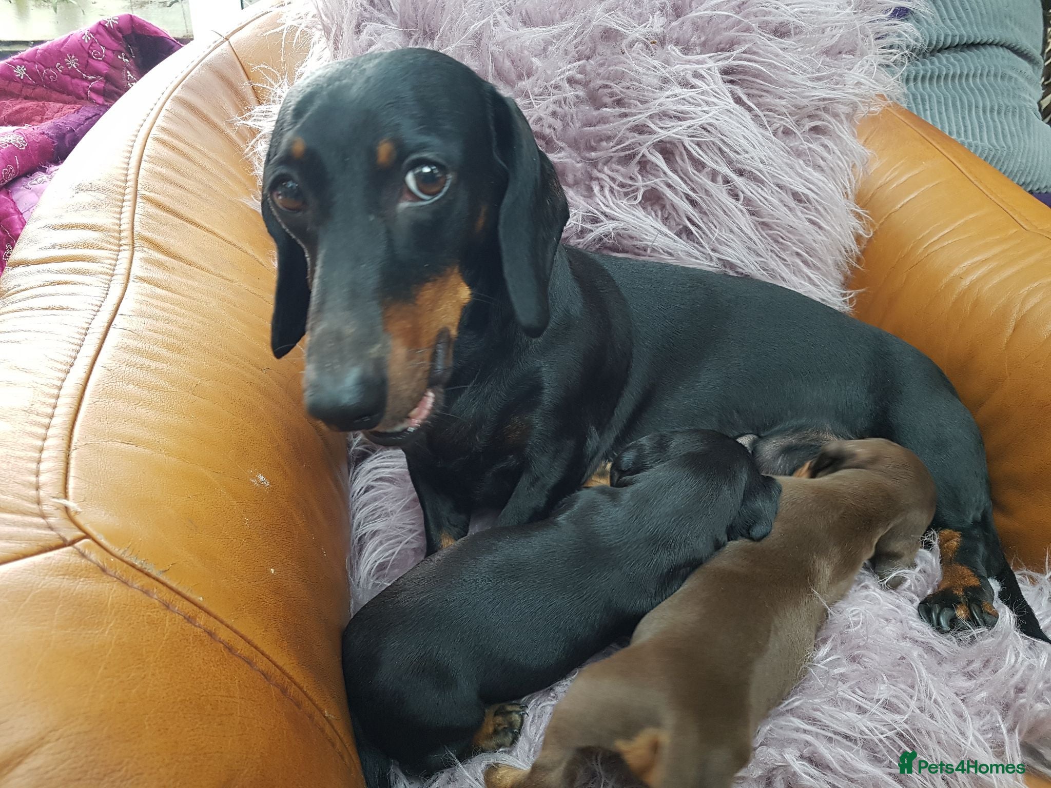 Dachshund dogs Beautiful short haired dachshund puppies for sale - Advert 1