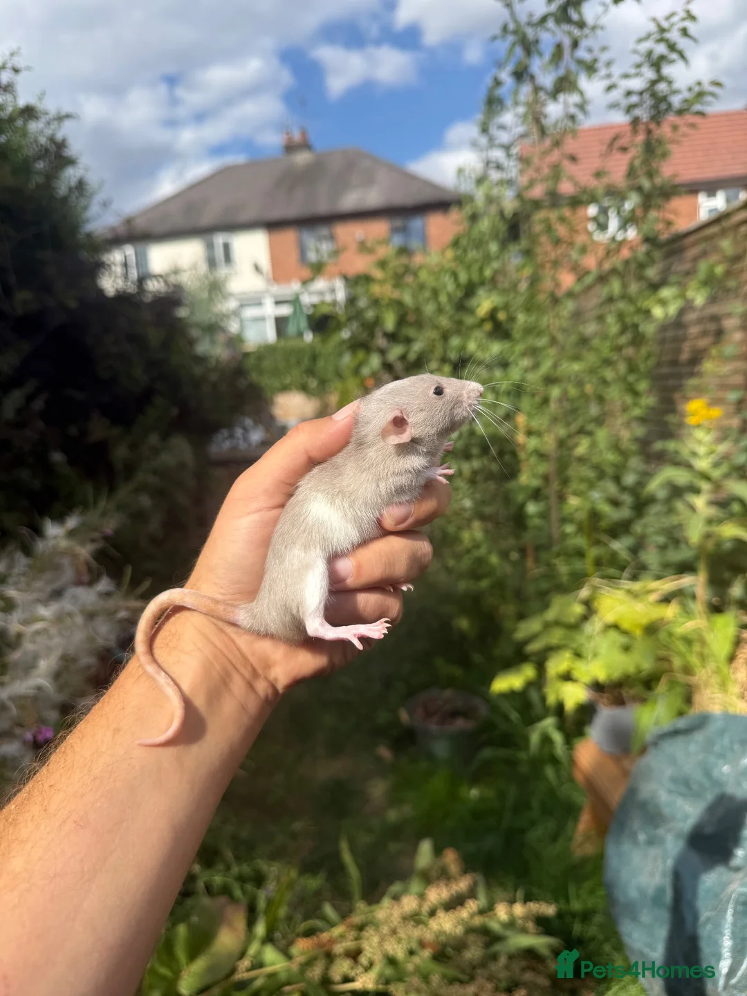 Rat rodents for sale: Dwarf Rats - Advert 7