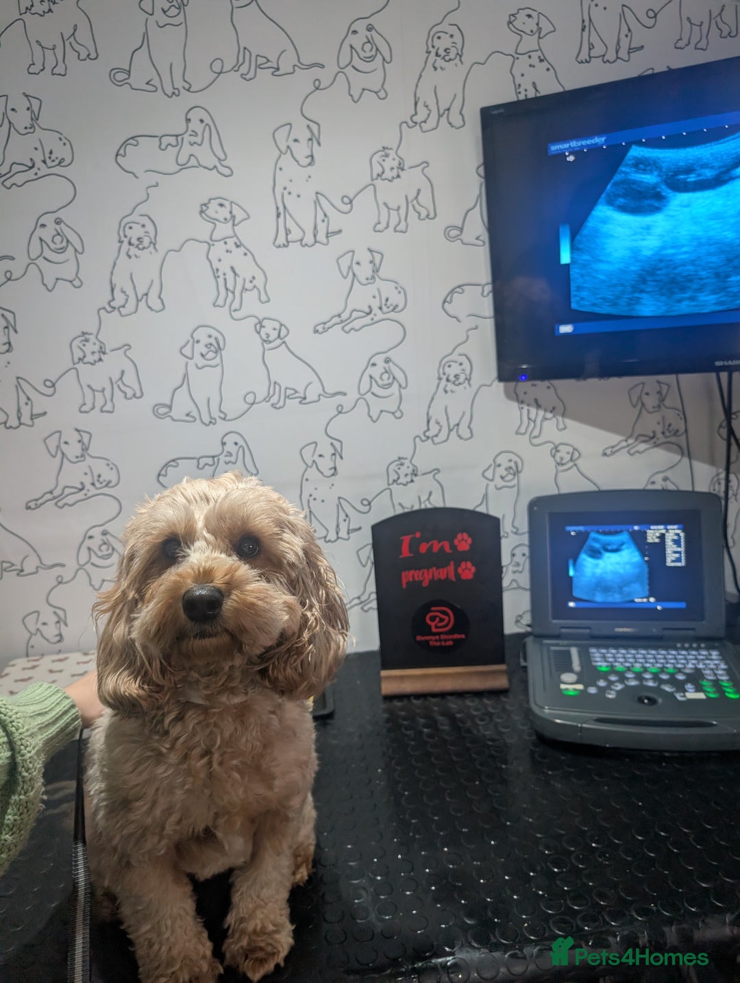 Cockapoo dogs for sale: Cockapoo x2 boys  - Advert 1