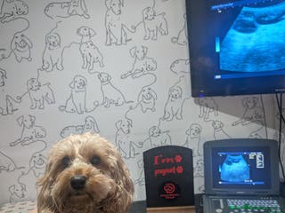 Cockapoo dogs Cockapoo x2 boys - Advert 13