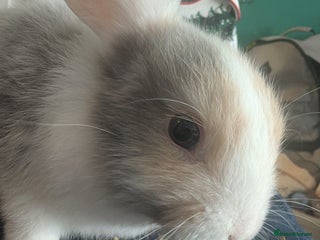 English Lop rabbits Two Female bunnies for sale - Advert 3
