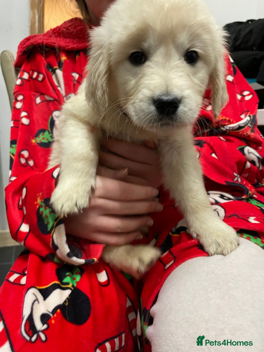 Golden Retriever dogs for sale: Gorgeous golden retriever puppies  - Advert 1