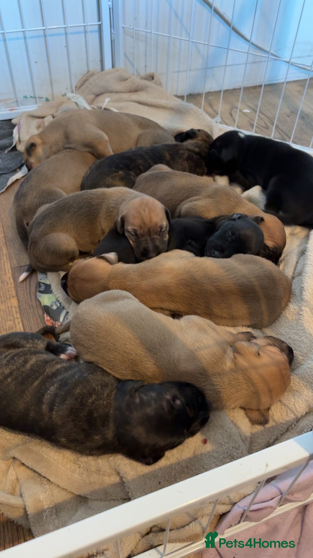 Mixed Breed dogs for sale: Deerhound greyhound lurcher pups  - Image 7