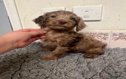 Cockapoo dogs for sale: Beautiful Chocolate and Merle F1 babies - Image 4