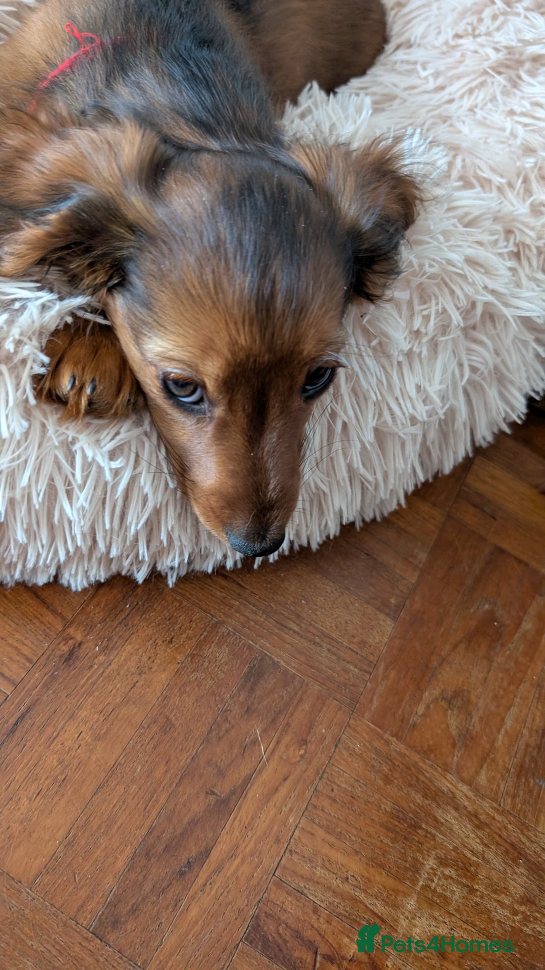 Miniature Dachshund dogs for sale: LAST GIRL KC Reg PRA clear LM Dachshund in Peterborough - Image 6