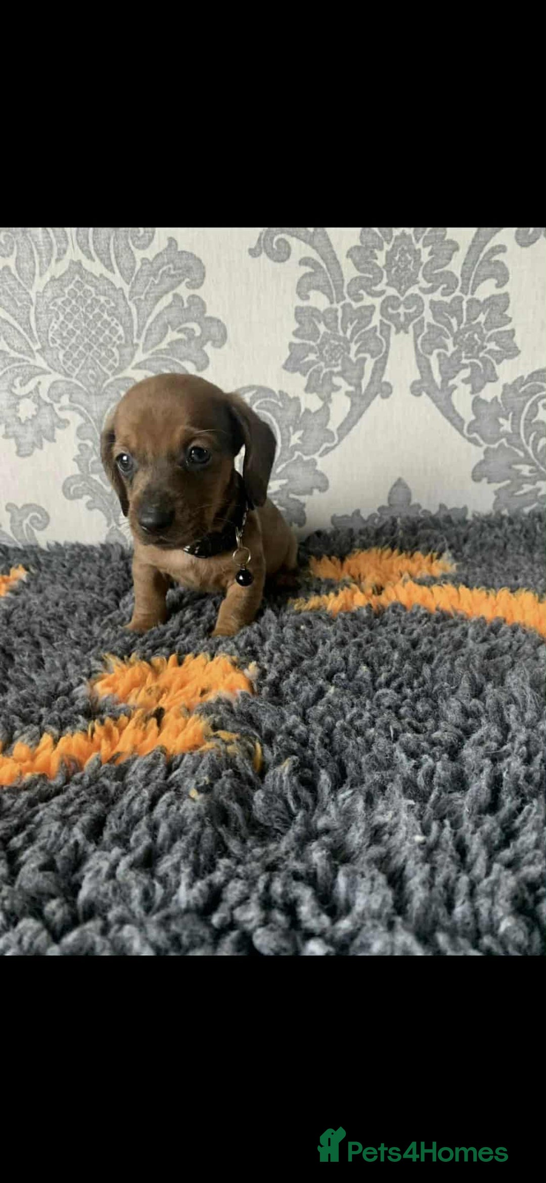 Miniature Dachshund dogs for sale: Kc miniature dachshund  - Image 15
