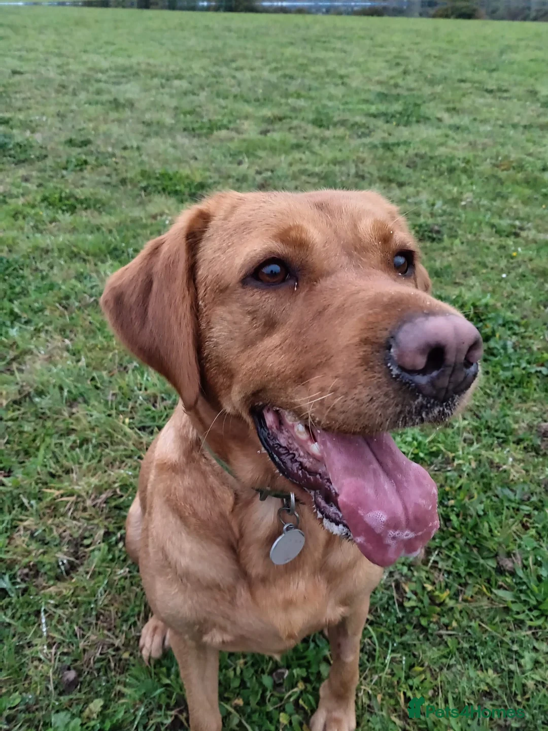 Labrador Retriever dogs for sale: KC reg yellow & black Labrador puppies socialised - Advert 40