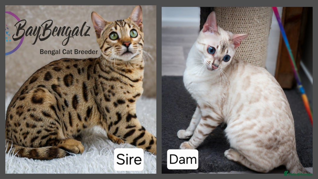 Bengal cats for sale: Champion line Superb Bengal Kittens  - Image 2