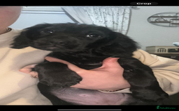 Cocker Spaniel dogs for sale: Working Cocker Spaniel- Female - 9 month old - Image 2