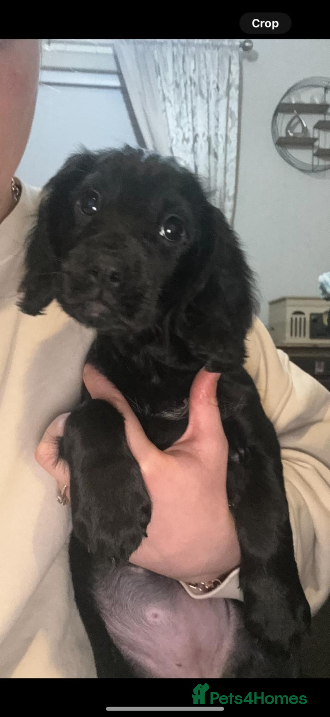 Cocker Spaniel dogs for sale: Working Cocker Spaniel- Female - 9 month old - Image 2