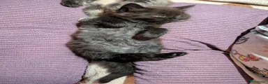 Ragcoon 1