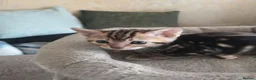 Mixed Breed cats for sale: Half and full Bengal  - Advert 15