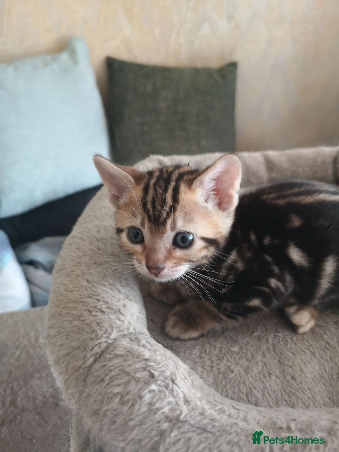 Mixed Breed cats for sale: Half and full Bengal  - Advert 15