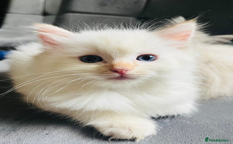 Ragdoll cats - Advert 2