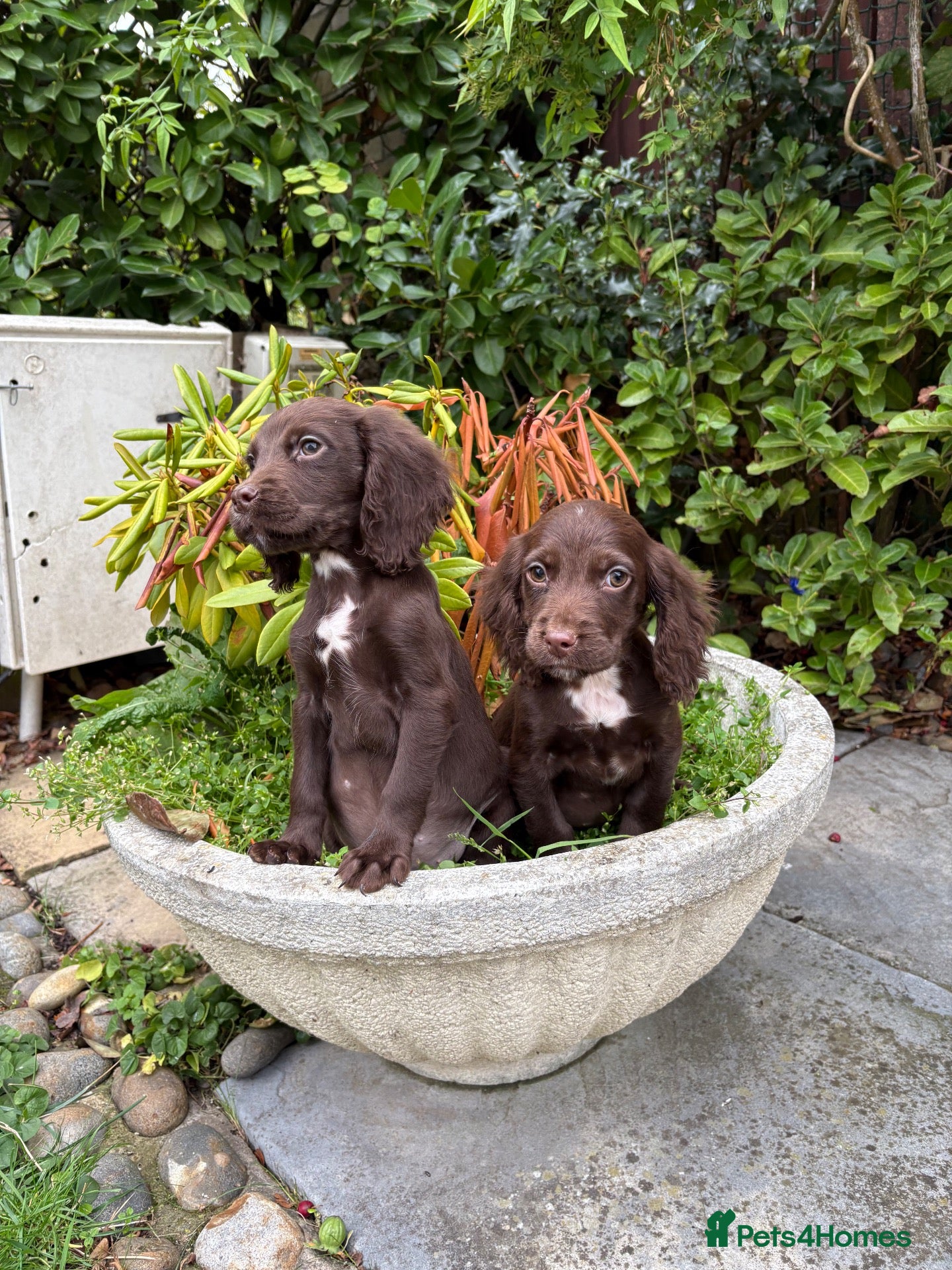 Cocker Spaniel dogs Cocker spaniel puppies  - Advert 3