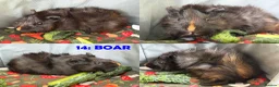 Guinea Pig rodents for sale: Various Guinea Pigs - Ready Now - Advert 28