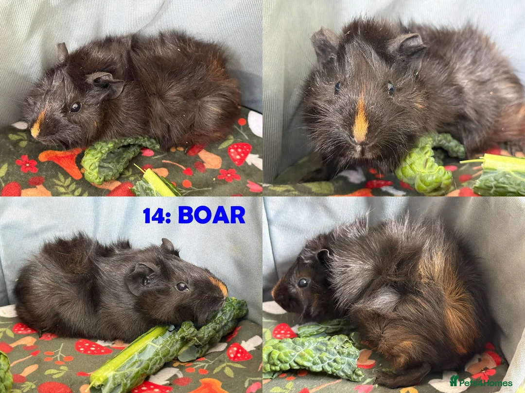 Guinea Pig rodents for sale: Various Guinea Pigs - Ready Now - Advert 28