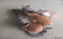 Mixed Breed cats for sale: 3 bengal half tabby.And 4 tabby half ragdol.  - Image 4