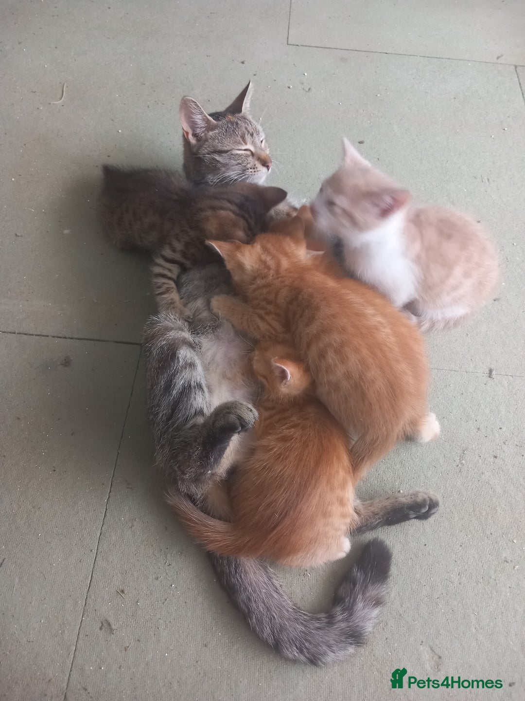 Mixed Breed cats for sale: 3 bengal half tabby.And 4 tabby half ragdol.  - Image 4