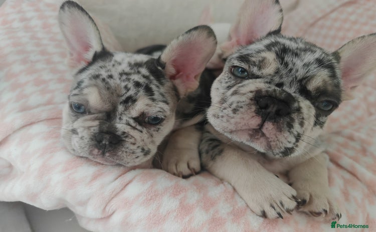 French Bulldog dogs - Advert 2