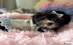 Maltipoo dogs for sale: 🩵Last Top Quality Rare Korean/Asian F1 Maltipoo🩵 in Bathgate - Image 6