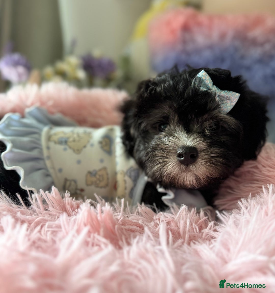 Maltipoo dogs for sale: 🩵Last Top Quality Rare Korean/Asian F1 Maltipoo🩵 in Bathgate - Image 6