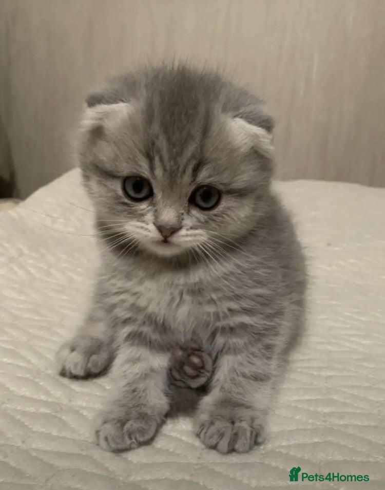 Scottish Fold cats Stunning Scottish Fold & Straight Kittens - Advert 18