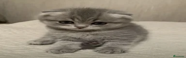 Scottish Fold Kitten 5