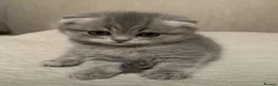 Scottish Fold cats for sale: Stunning Scottish Fold & Straight Kittens - Advert 1