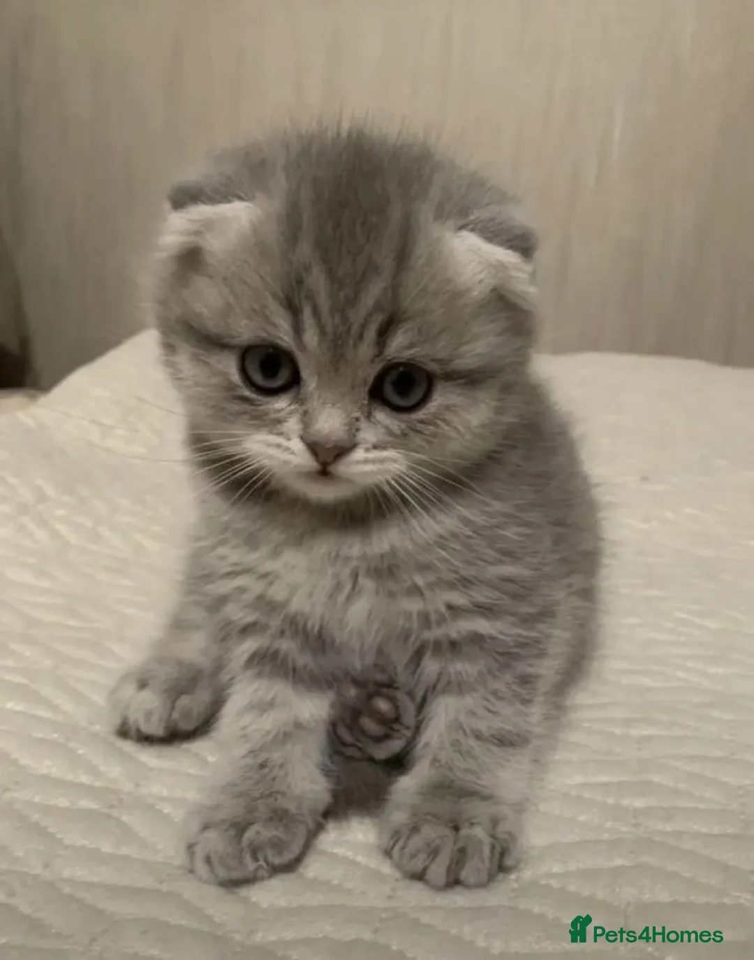 Scottish Fold cats for sale: Stunning Scottish Fold & Straight Kittens - Advert 1