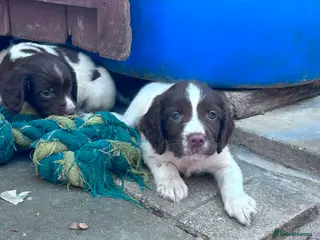 English Springer Spaniel dogs Fully inoculated ready to go springers. - Advert 5