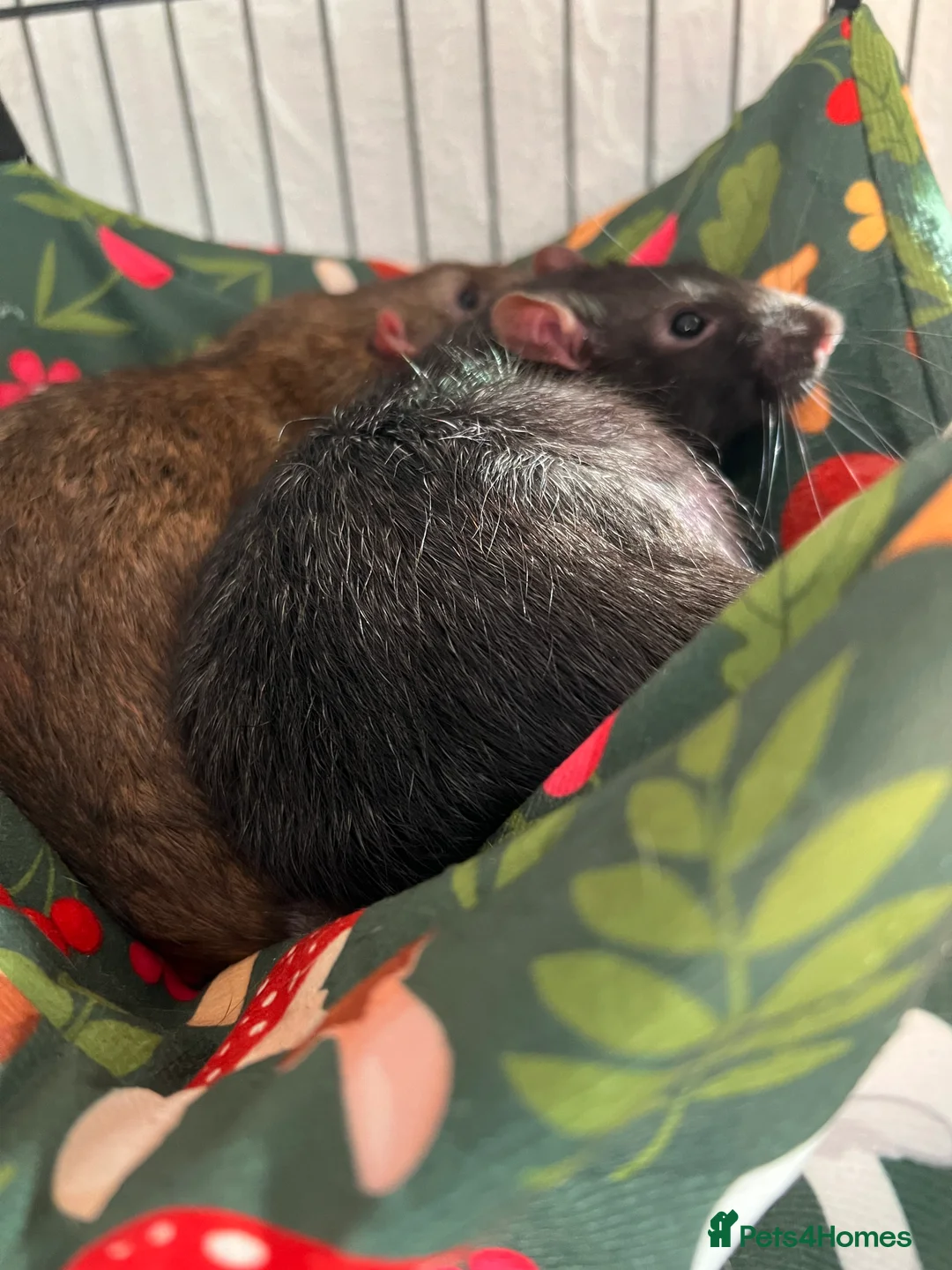 Rat rodents for sale: 4 Male rats + Cage (negotiable price)  - Advert 2